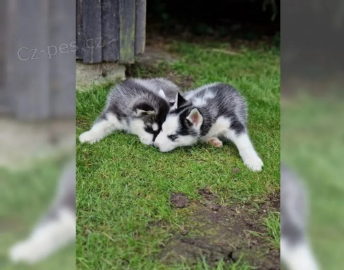 Sibi�sk�ho huskyho - �t���tka s PP