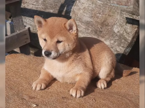 Shiba inu fenka