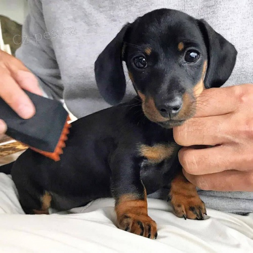 Jezev��k hladkosrst� trpasli��