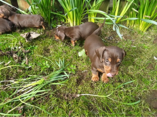 Prod�m �t���tka jezev��k� hladkosrst�ho trpasli��ch