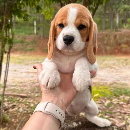 �t��ata b�gla