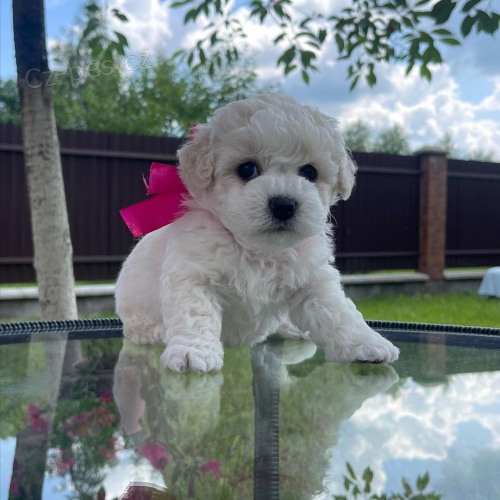 �t��ata bi�onka