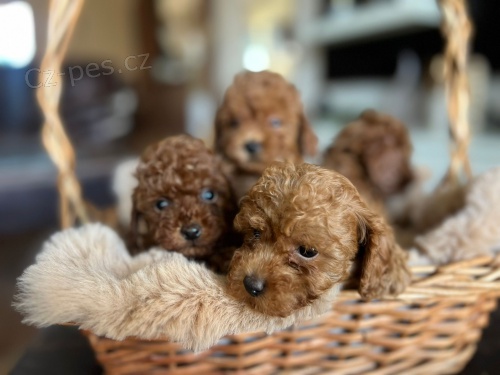 Toy pudl �t��ata na prodej