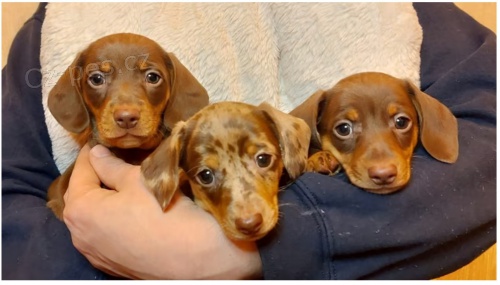 Jezev��k hladkosrst� trpasli��