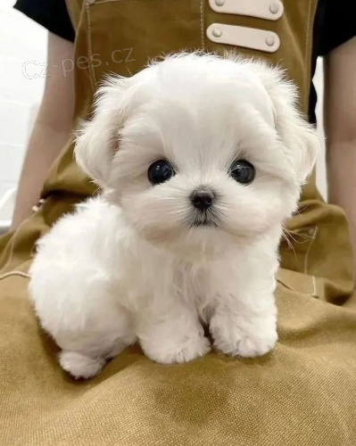 �t��ata malt�zsk�ho ov��ka k dispozici