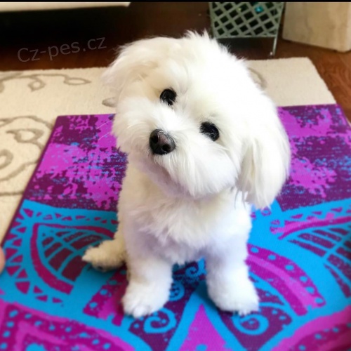 �t��ata malt�zsk�ho ov��ka k dispozici