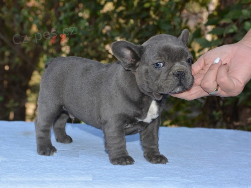 �t��ata francouzsk�ho buldo�ka