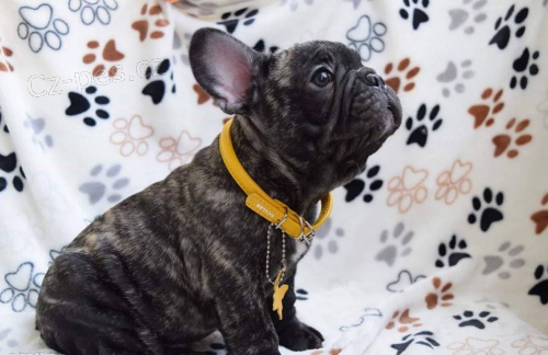 �t��ata francouzsk�ho buldo�ka