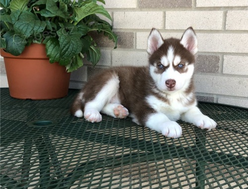 �t��ata sibi�sk�ho huskyho