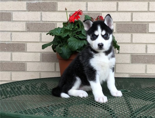 �t��ata sibi�sk�ho huskyho