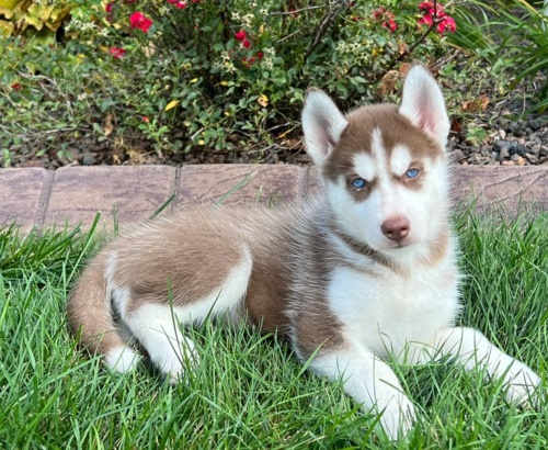 Sibi�sk� husky-m�me k odb�ru kr�sn� fenky