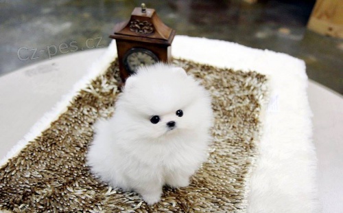 Roztomil� �t��ata pomeransk�ho ov��ka