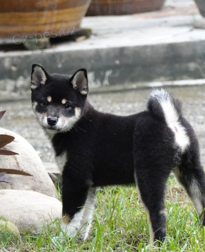 �t��ata Akita Inu