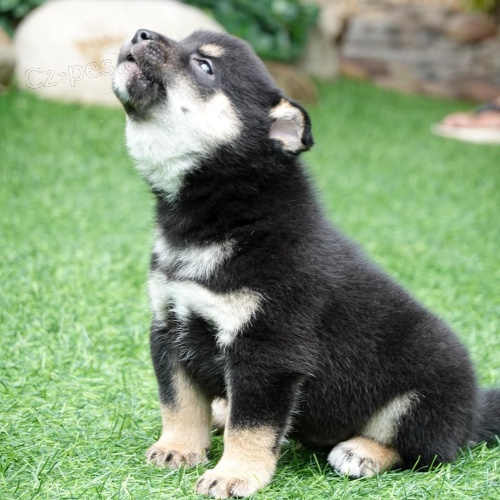 �t��ata Akita Inu