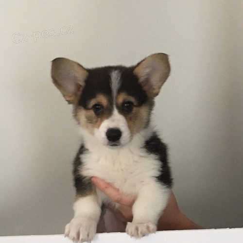 �t��ata vel�sk�ho corgi pembroke