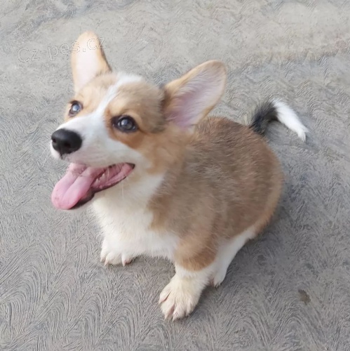 �t��ata vel�sk�ho corgi pembroke