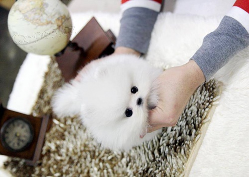 Kr�sn� �t��ata pomeraniana