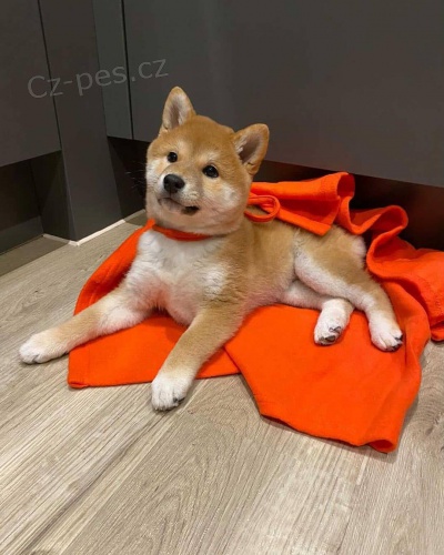 2 �t��ata Akita Inu