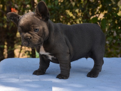 3 �t��ata francouzsk�ho buldo�ka