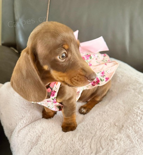 Prod�m �t���tko Jezev��k, hladkosrst� fene�ka.