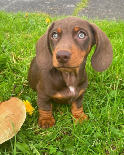 Jezev��k �t��ata