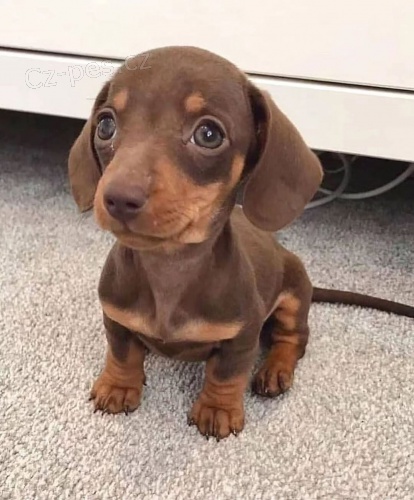 Jezev��k hladkosrst�