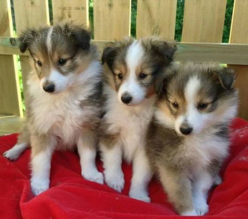 �t��ata sheltie k adopci