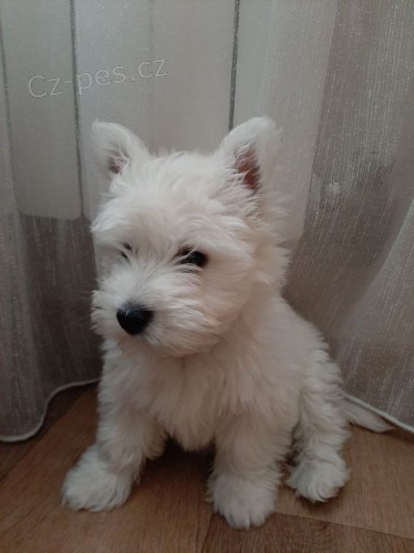 �t��ata West Highland White Terriers