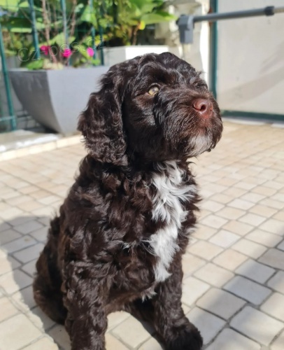 portugalsk�ho vodn�ho psa k adopci