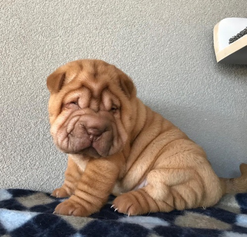 �t��ata o�kovan� shar-pei.