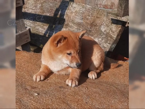 K dispozici kr�sn� �t�n� Shiba inu