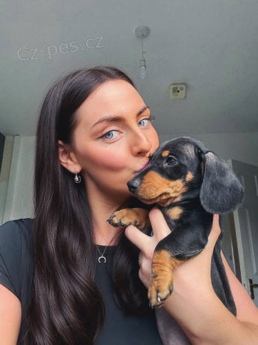 Jezev��k hladkosrst� trpasli�� - fenky k odb�ru