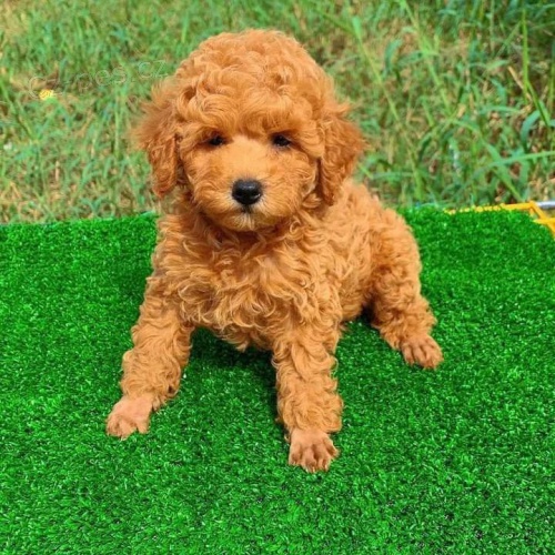 Kr�sn� �t��ata toy pudla.