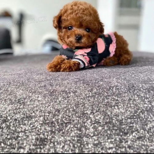 Kr�sn� �t��ata toy pudla.