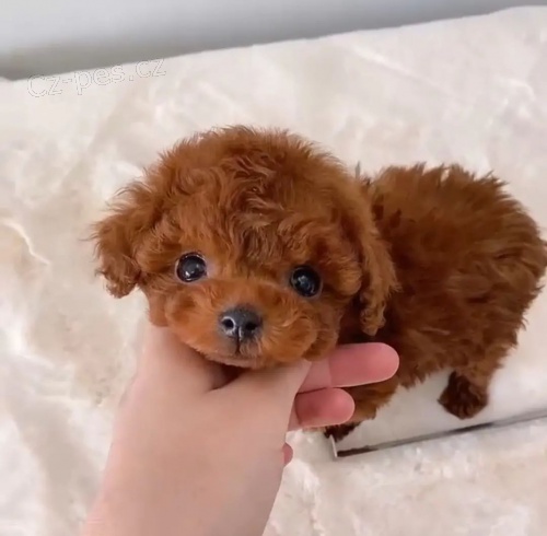 �t��ata Akita Inu