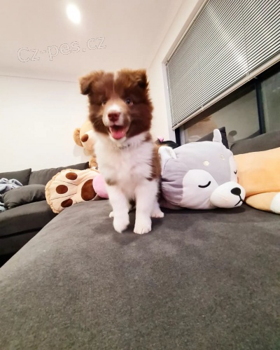 �t��ata border kolie