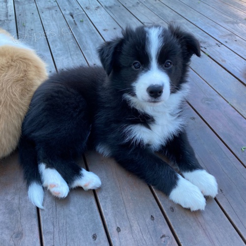 �t��ata border kolie