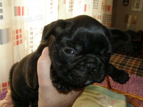 Prodm tata francouzskch buldok