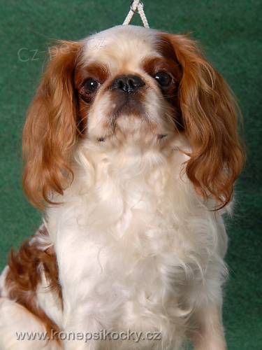 King Charles španěl 