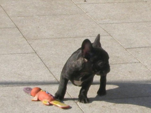 Francouzsk buldoek - tata