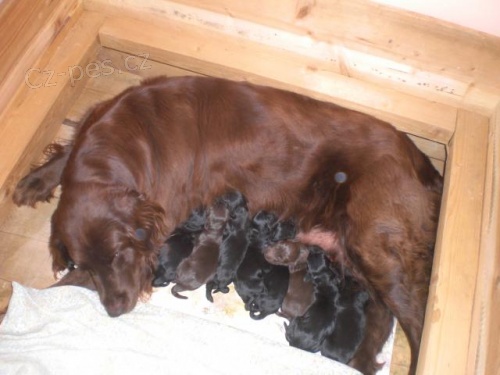Flat Coated Retriever – černá štěňata s PP