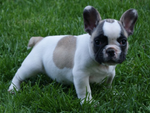 Francouzsk buldoek 