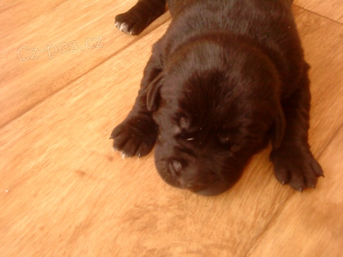 prod�m �ern� �t���tko