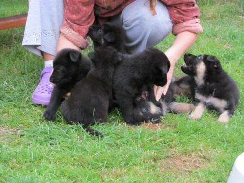 �ern� a tmav� znakat� �t��ata 