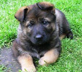 �t��ata NO-feny