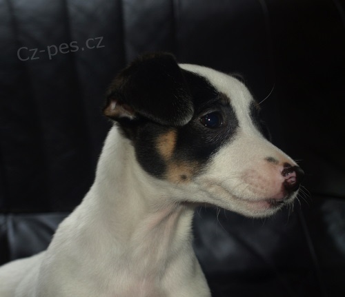 �t�n�tko jack russell terier