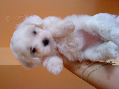 �t�n� malt�z��ka