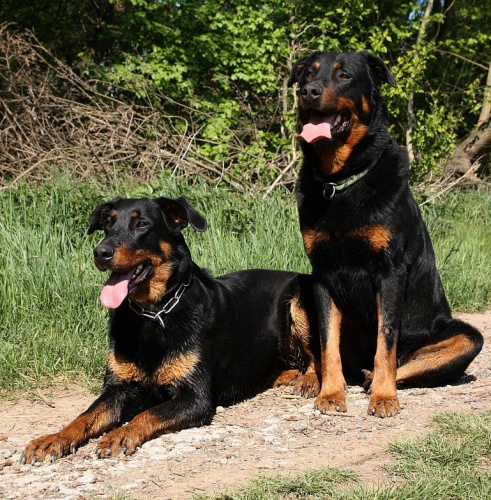 Beauceron - francouzský ovčák