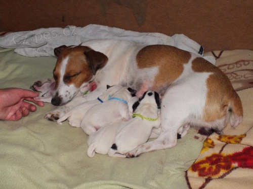 �����tka Jack Russel Teri�ra