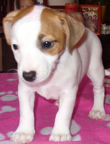 Kr�sn� �t���tka Jack Russela k obn�ru